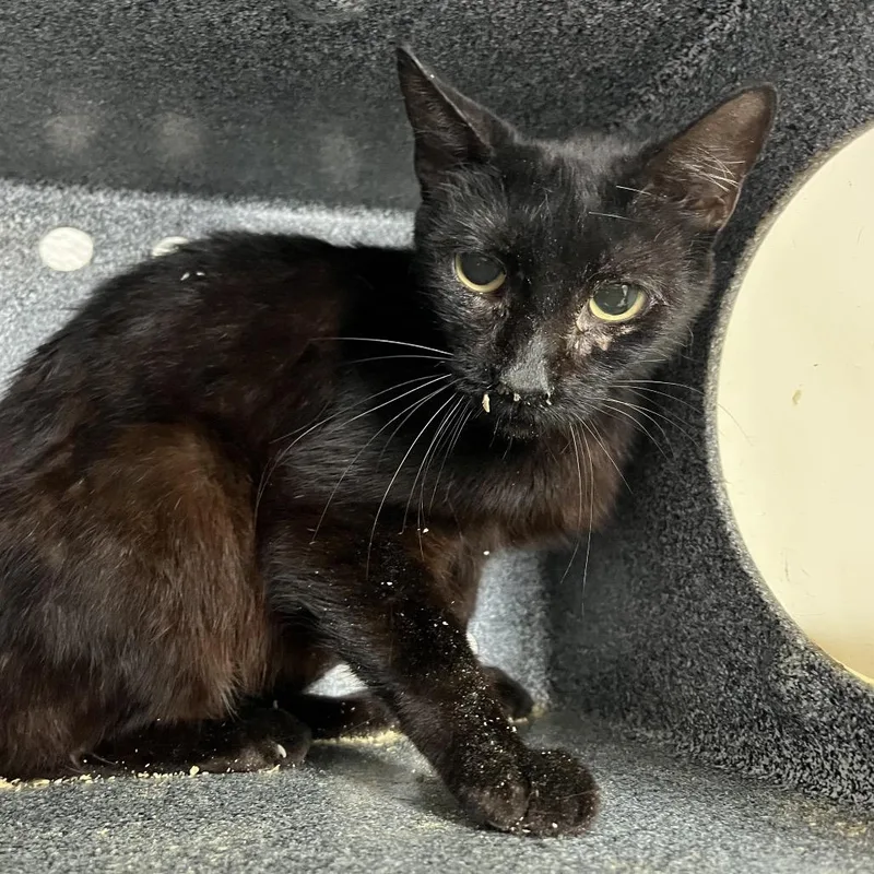 An adult medium-sized female Black Domestic Short Hair cat named Mindy for adoption in Edinburg, TX