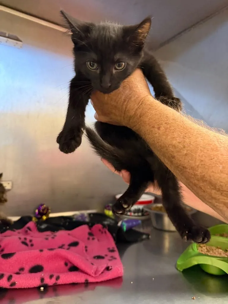 A baby small-sized male Domestic Short Hair cat named Fletcher for adoption in Bossier City, LA