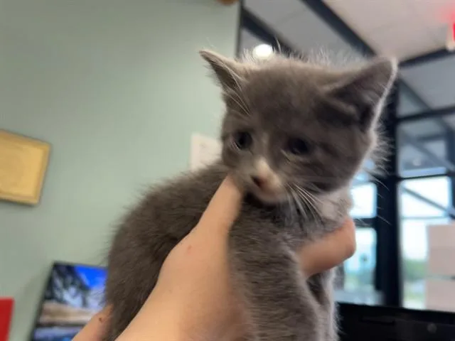 A baby small-sized female Domestic Short Hair cat named Shinx for adoption in Garland, TX