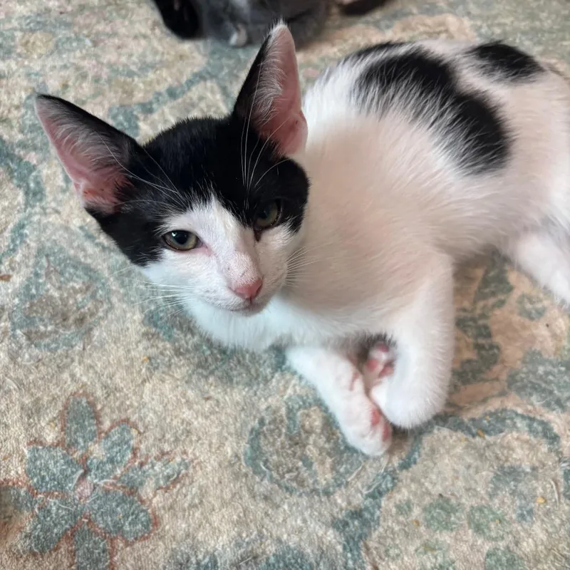 A baby small-sized male White Domestic Short Hair cat named Marquess for adoption in Bulverde, TX