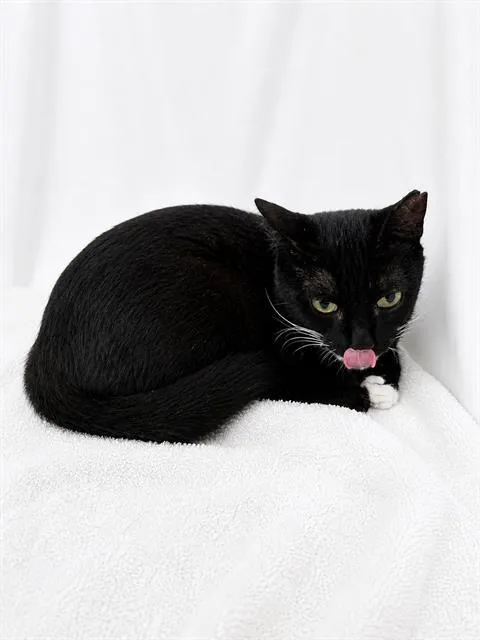 A young medium-sized male Domestic Short Hair cat named Baby for adoption in Winter Haven, FL