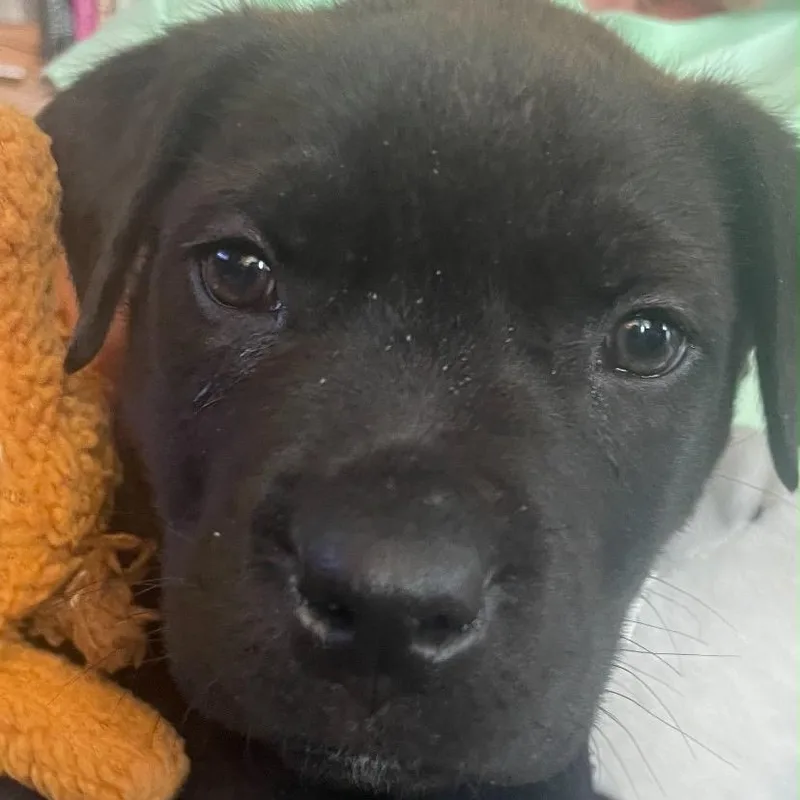 A baby large-sized male Rottweiler dog named Jones for adoption in Midland, MI