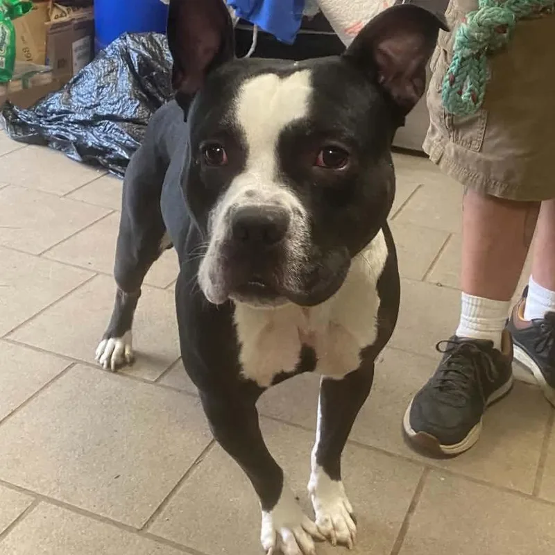 An adult small-sized male Black Mixed Breed dog named Babadook Stray Hold for adoption in Huntington, WV