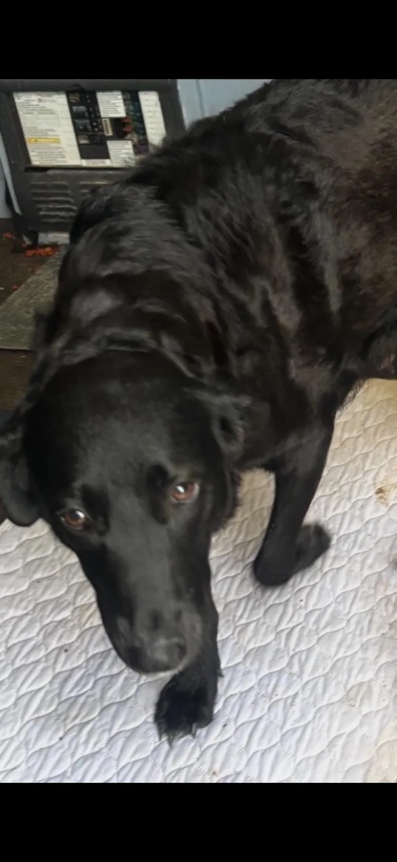 An adult large-sized female Flat-Coated Retriever dog named Stella for adoption in Plano, TX