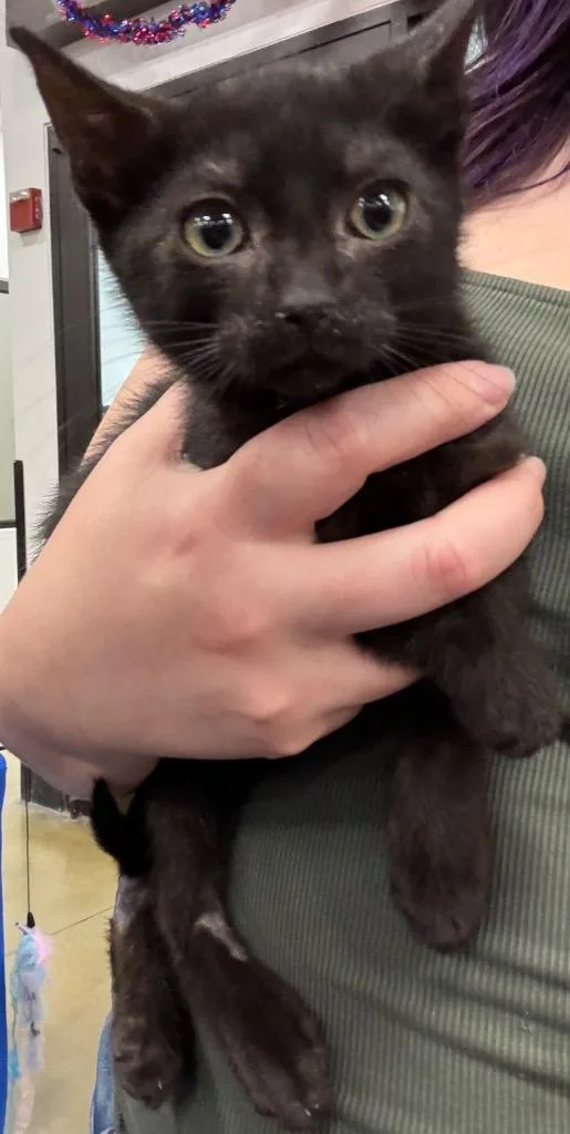 A baby small-sized male Domestic Short Hair cat named Mongo for adoption in Augusta, GA