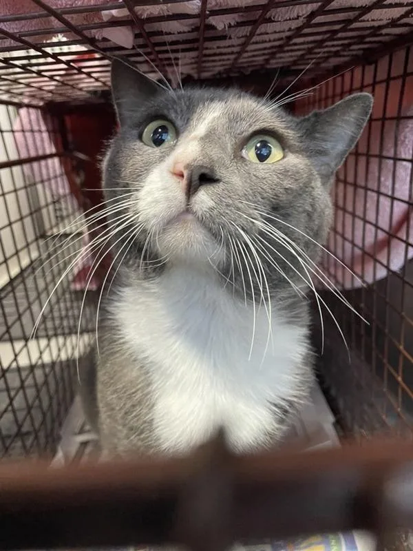 An adult small-sized male Domestic Short Hair cat named Summer Ray for adoption in Austin, TX