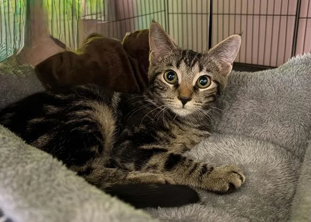 A baby small-sized female Domestic Short Hair cat named Smudge for adoption in Charlotte, NC