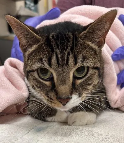 An adult medium-sized male Domestic Short Hair cat named Boo for adoption in Fishers, IN