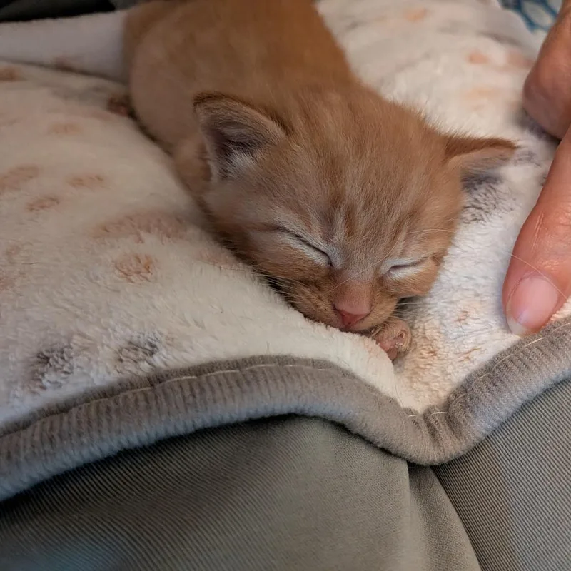 A baby small-sized male Orange / Red Domestic Short Hair cat named Tot for adoption in Durham, NC