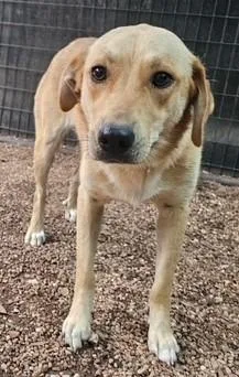 A young large-sized female Labrador Retriever dog named Bonnie for adoption in Austin, TX
