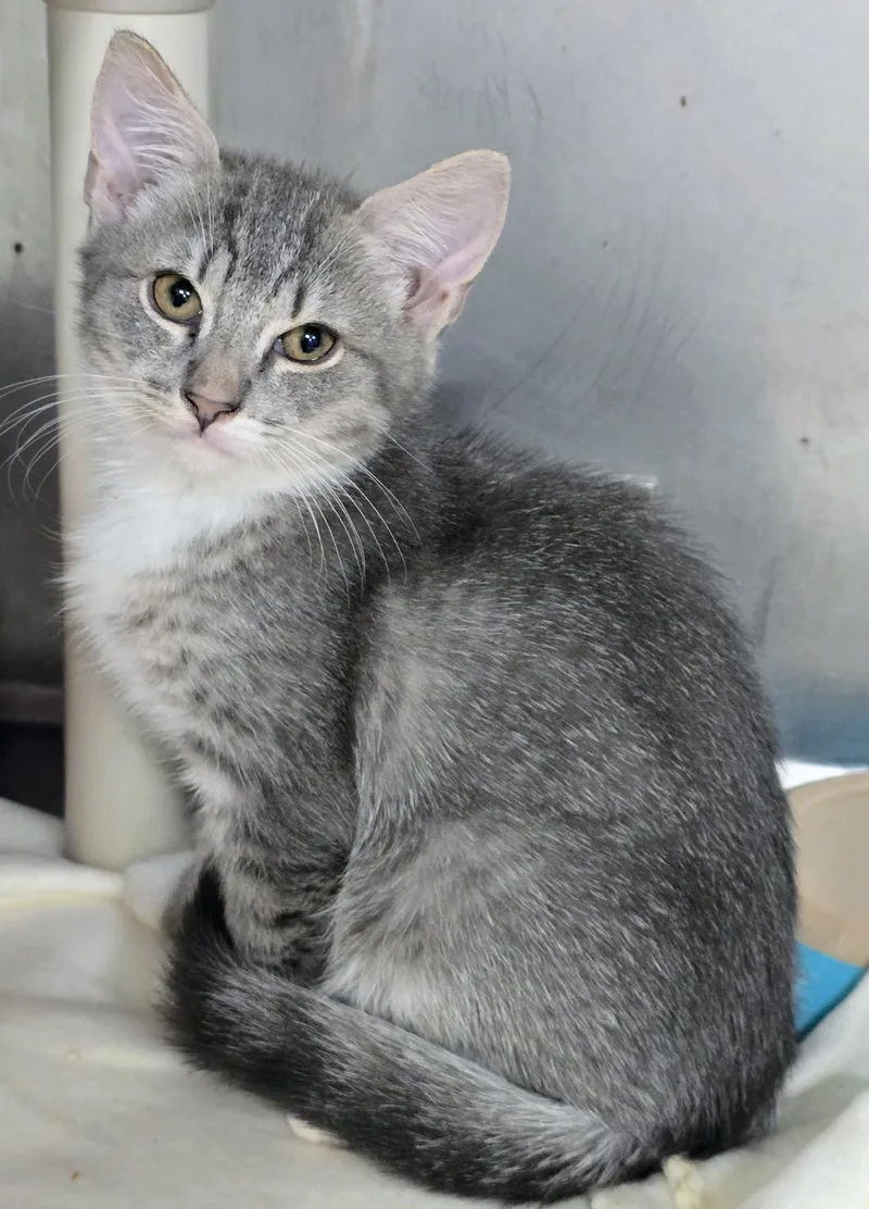 A baby large-sized male Tabby (Gray / Blue / Silver) Domestic Short Hair cat named Teddy for adoption in Amityville, NY