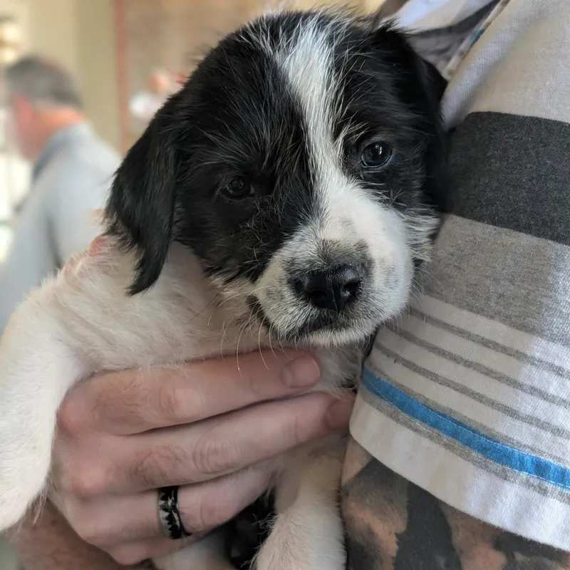 Oakley