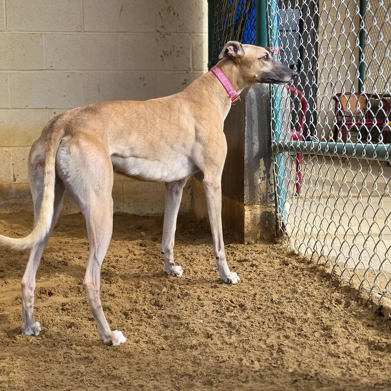 An adult large-sized female Yellow / Tan / Blond / Fawn Greyhound dog named Stevie for adoption in Orange, CT