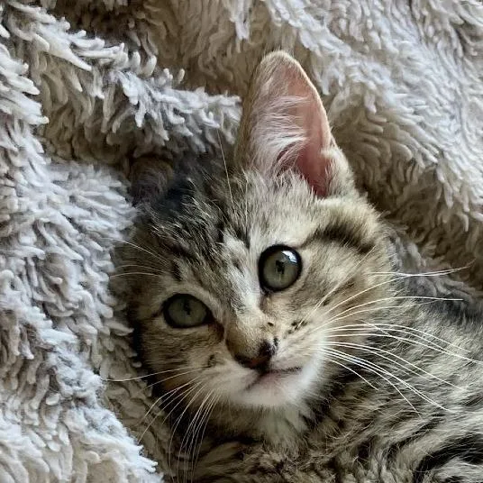 A baby small-sized female Brown / Chocolate Domestic Short Hair cat named Jellie for adoption in Grand Rapids, MN