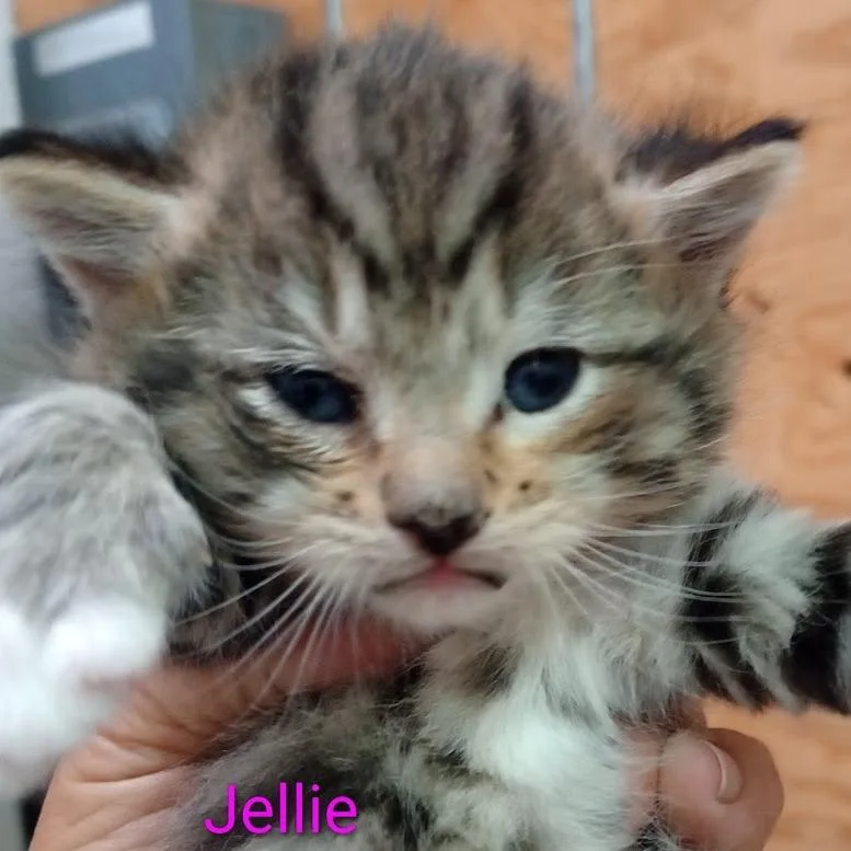 Jellie thumbnail 3