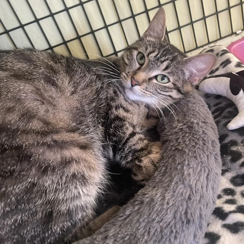 A young medium-sized female Brown / Chocolate Domestic Short Hair cat named Chihuahua for adoption in Chicago, IL