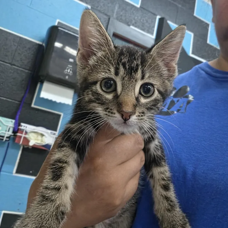 A baby small-sized female Torbie Domestic Short Hair cat named Newton for adoption in Ardmore, OK