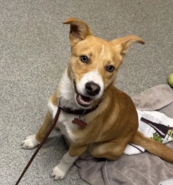 A young medium-sized male Terrier dog named Newby for adoption in Escondido, CA