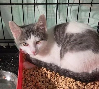 A baby medium-sized male Domestic Short Hair cat named Costello for adoption in Windsor, CT
