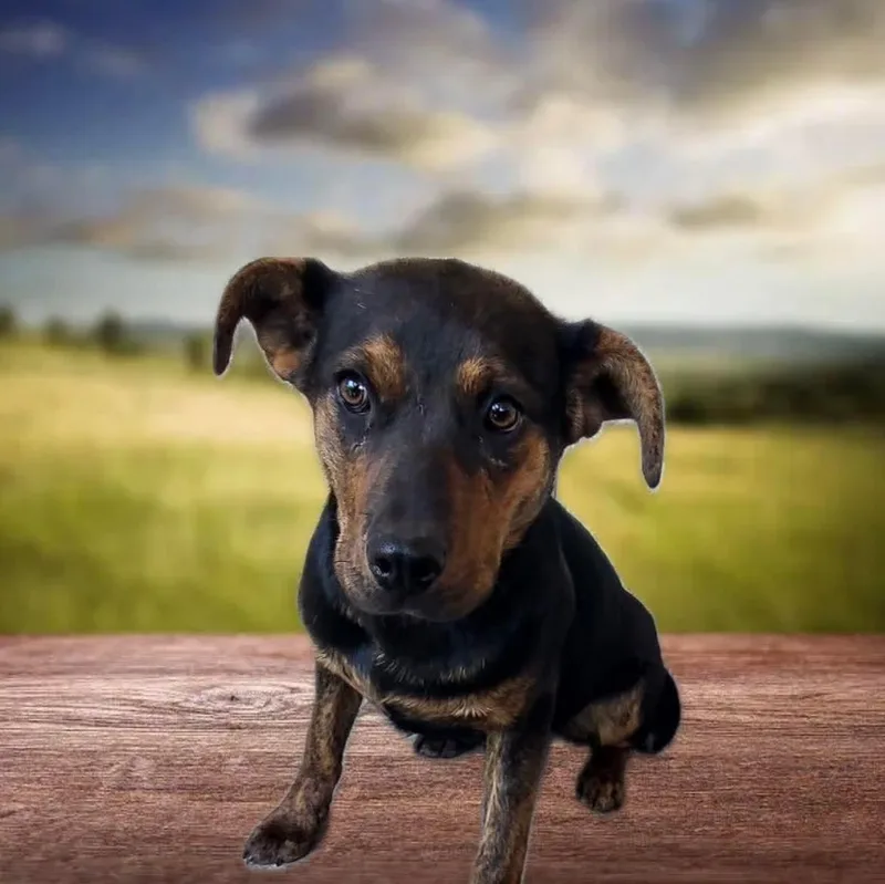 A young medium-sized female Catahoula Leopard Dog dog named Sady for adoption in Harrodsburg, KY