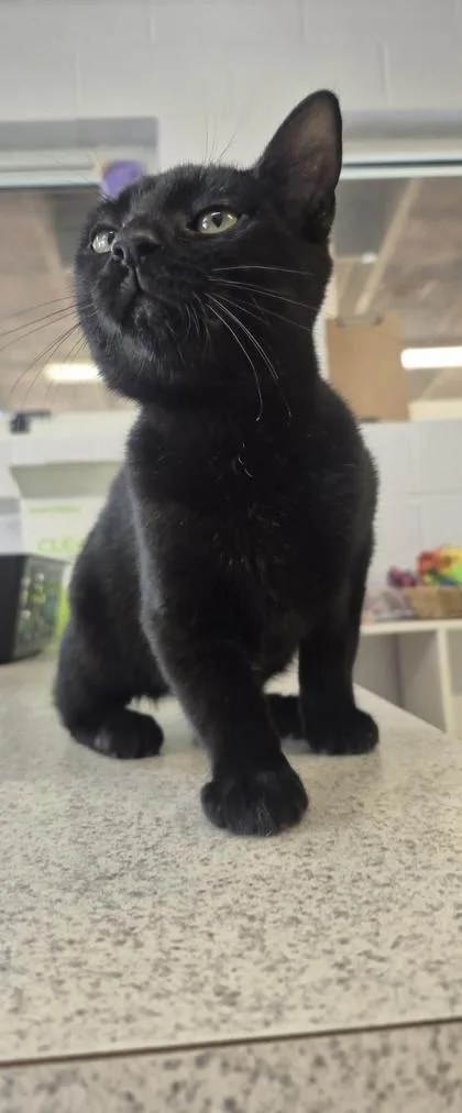 A young medium-sized male Domestic Short Hair cat named Prinlup for adoption in Columbus, IN