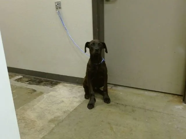 A baby medium-sized male Pit Bull Terrier dog named Stitch for adoption in Ontario, CA