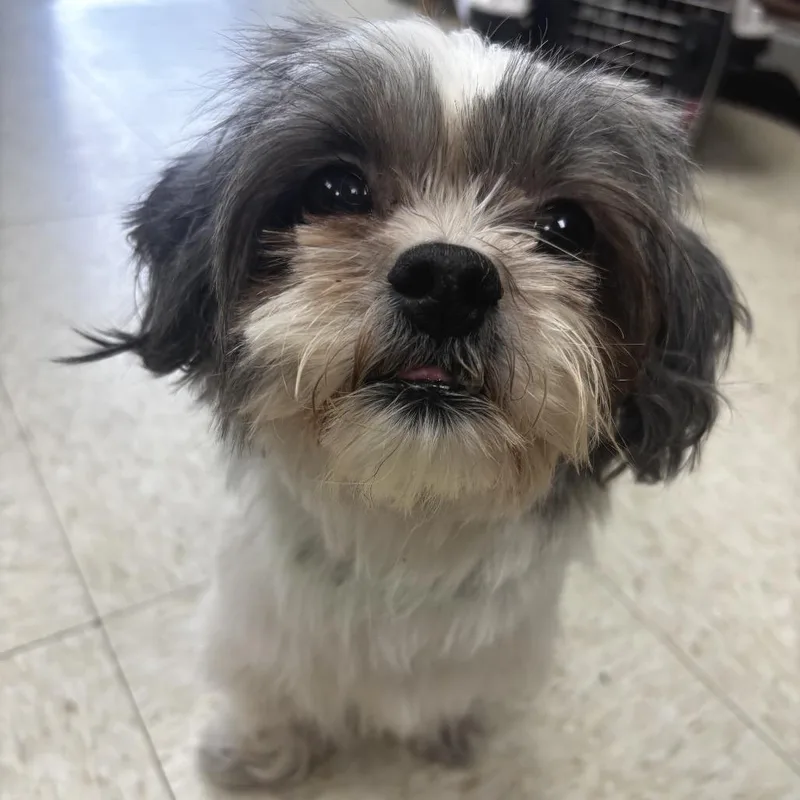 An adult small-sized female Shih Tzu dog named Chloe for adoption in Hudson, IL