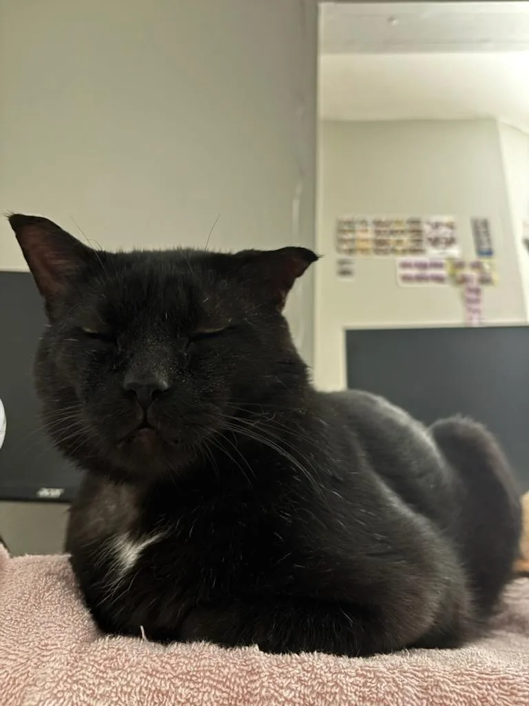 An adult medium-sized male Domestic Short Hair cat named Chatsworth for adoption in Champaign, IL
