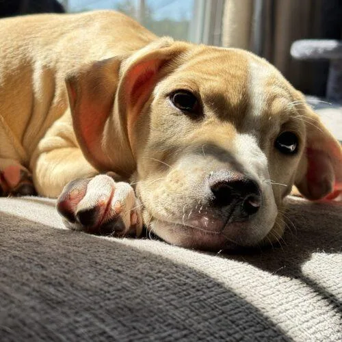 A baby small-sized female German Shorthaired Pointer dog named Daisy for adoption in Christiansburg, VA