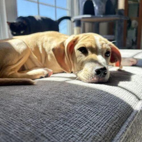 Daisy thumbnail 2