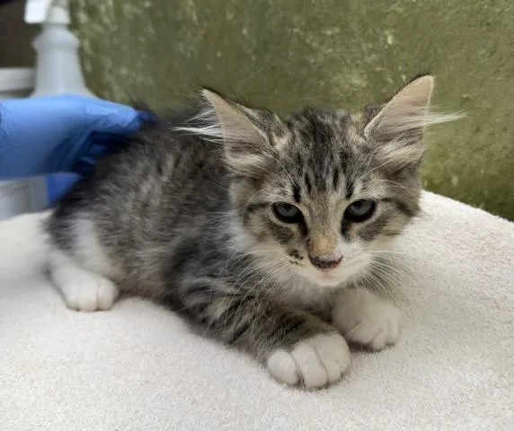 A baby small-sized male Domestic Short Hair cat named Ponyo for adoption in Riverside, CA