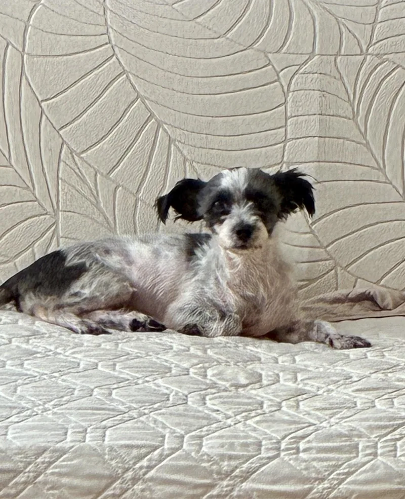 An adult small-sized female Black Miniature Schnauzer dog named Twinkle for adoption in Atlanta, GA