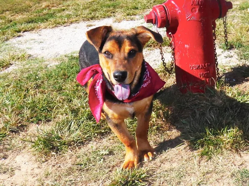 A baby medium-sized male Corgi dog named Scruffy CB for adoption in Rogers, AR