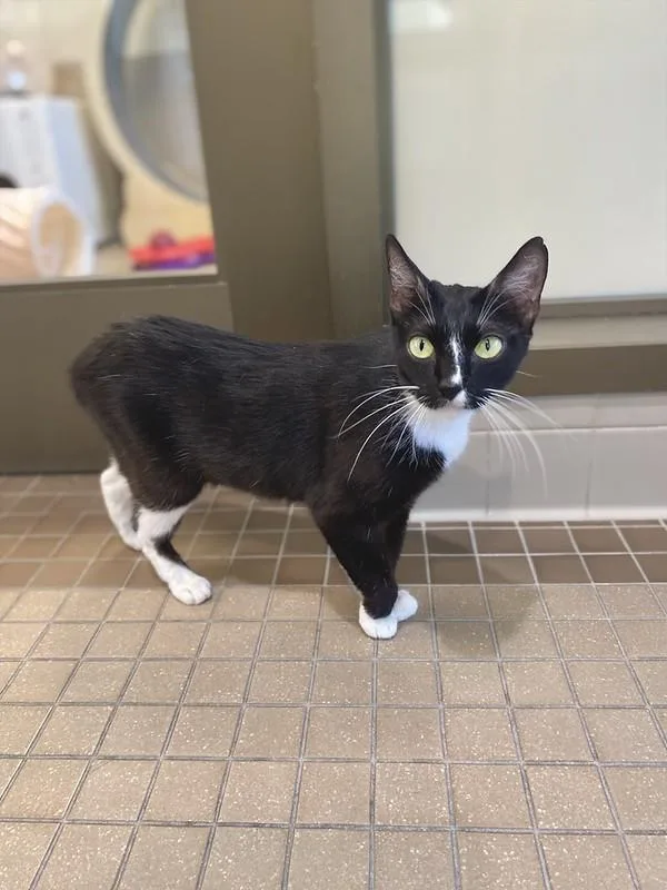 An adult medium-sized female Domestic Short Hair cat named Summer for adoption in Truckee, CA