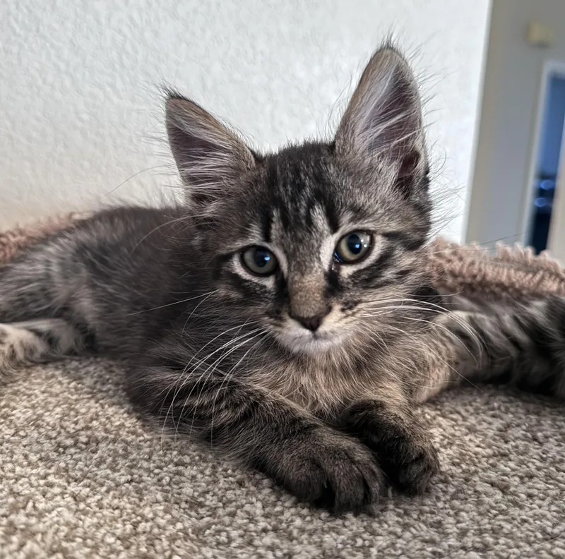 A young medium-sized male Tabby cat named Scottie for adoption in Oracle, AZ