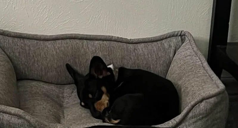 A young small-sized female Tricolor (Brown, Black, & White) Chiweenie dog named Winnie for adoption in Garland, TX