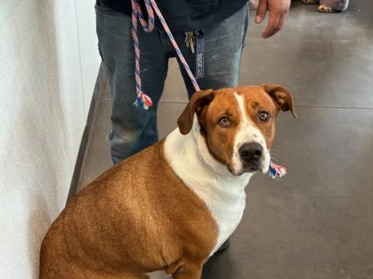 An adult large-sized female American Staffordshire Terrier dog named Everest for adoption in Chatsworth, CA