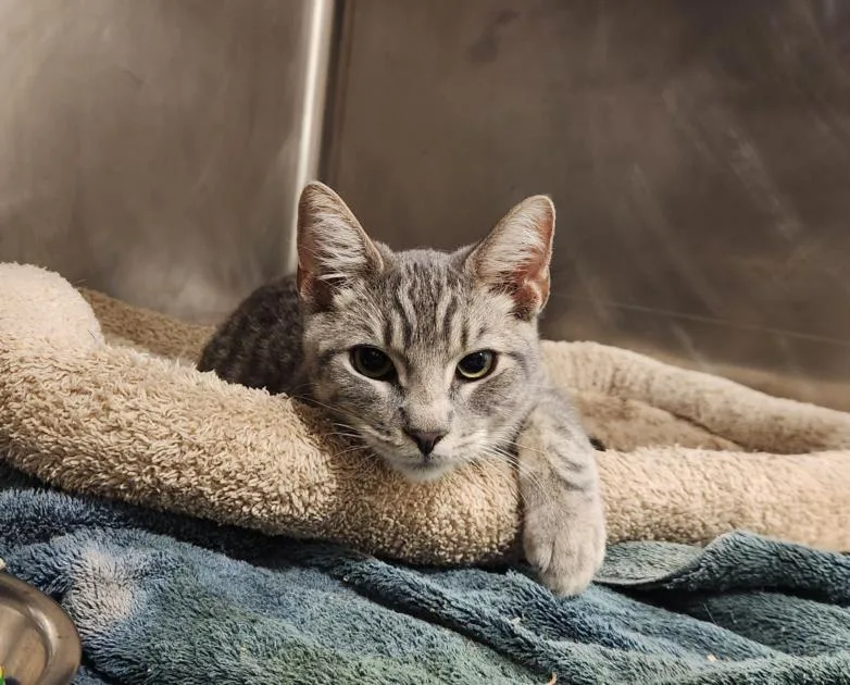 An adult medium-sized male Domestic Short Hair cat named Jax for adoption in Hagerstown, MD