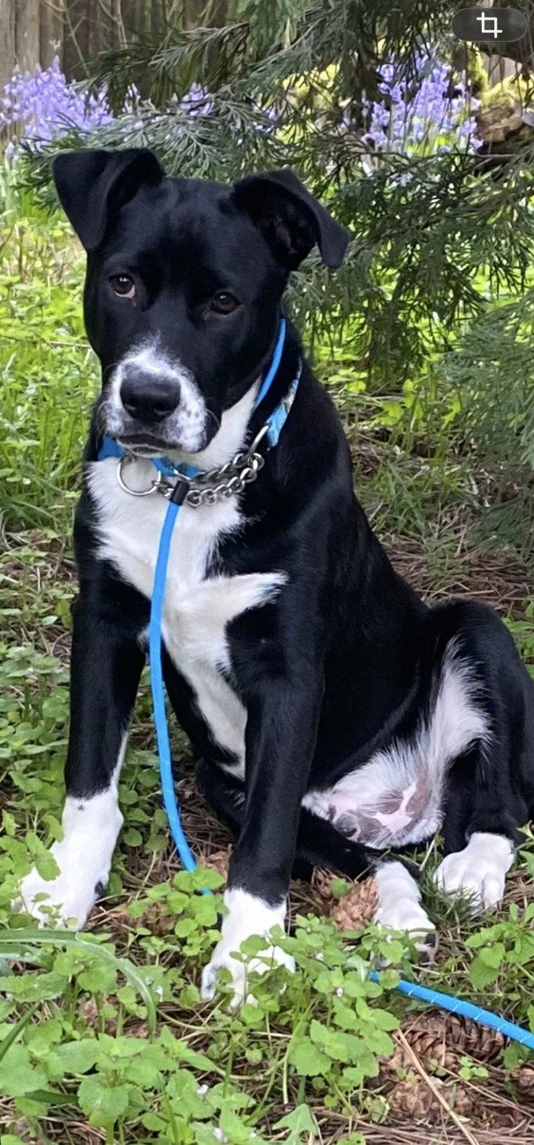 A baby medium-sized male Labrador Retriever dog named Romper for adoption in Bothell, WA