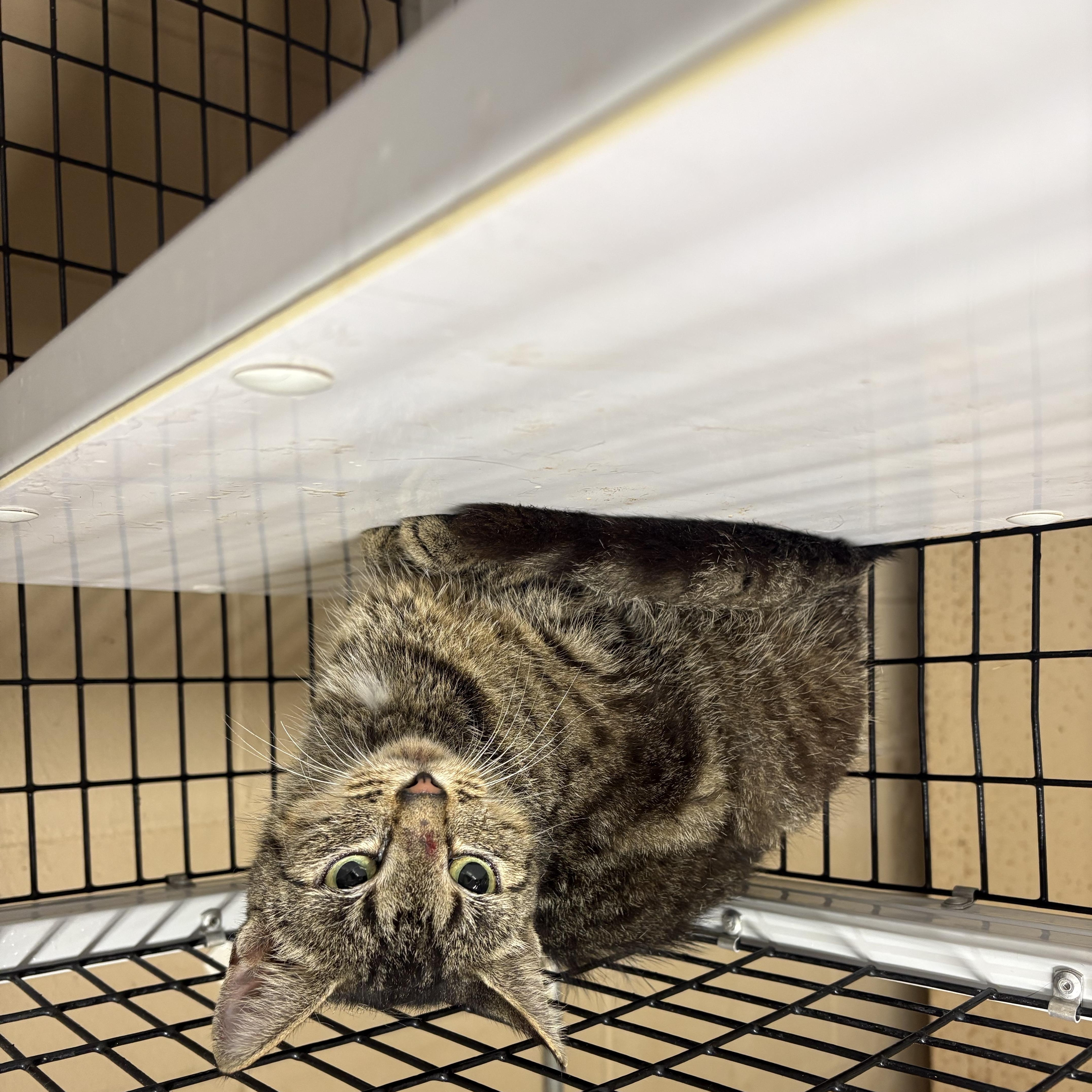 An adult medium-sized female Tabby (Buff / Tan / Fawn) Domestic Short Hair cat named Cassie for adoption in Monticello, GA