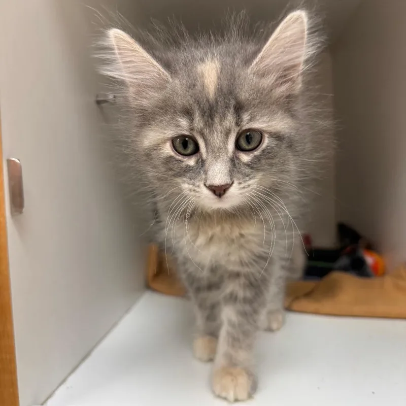 A baby small-sized female Tortoiseshell Domestic Short Hair cat named Alexandria for adoption in Champaign, IL