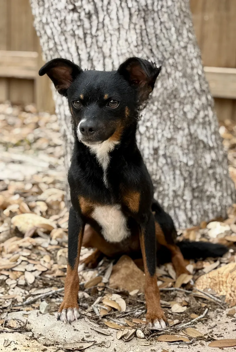 An adult small-sized female Tricolor (Brown, Black, & White) Mixed Breed dog named Baisley for adoption in Hondo, TX