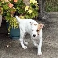 A baby medium-sized female White / Cream American Staffordshire Terrier dog named Willow for adoption in Colonial Heights, VA