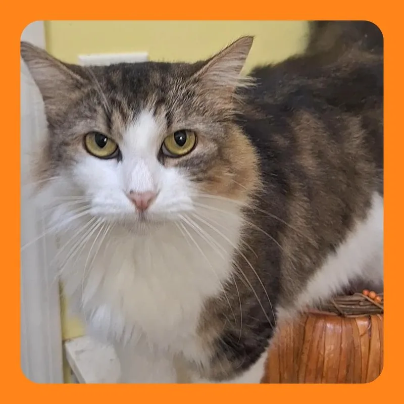 An adult medium-sized female Domestic Long Hair cat named Poofie for adoption in Tanner, AL