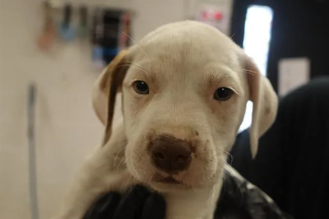 A baby small-sized male Mixed Breed dog named Rasberry for adoption in Columbia, SC