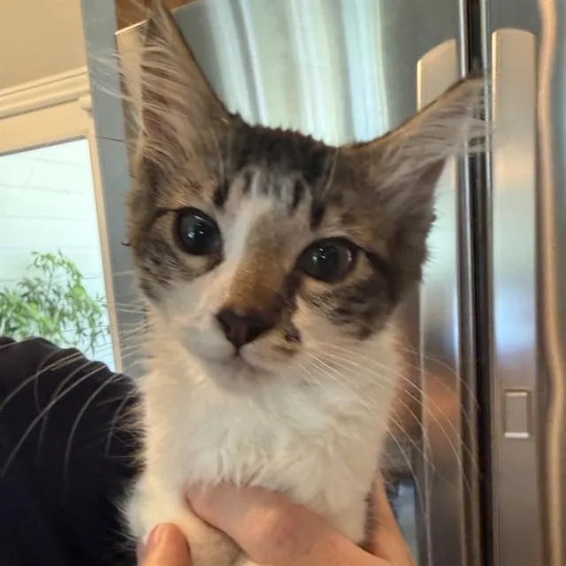 A baby small-sized female Domestic Short Hair cat named Curry for adoption in Auburn, CA