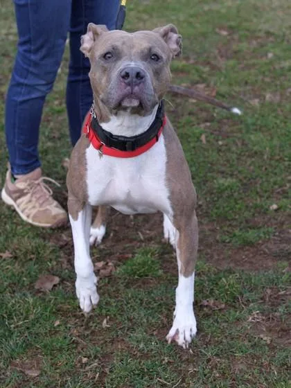 An adult medium-sized female Mixed Breed dog named Nina for adoption in West Chester, PA
