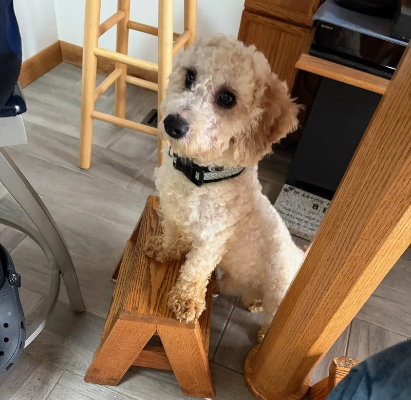 Chewbacca thumbnail 2