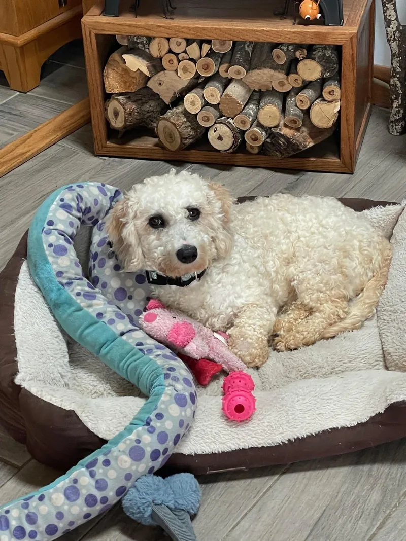 Chewbacca thumbnail 3