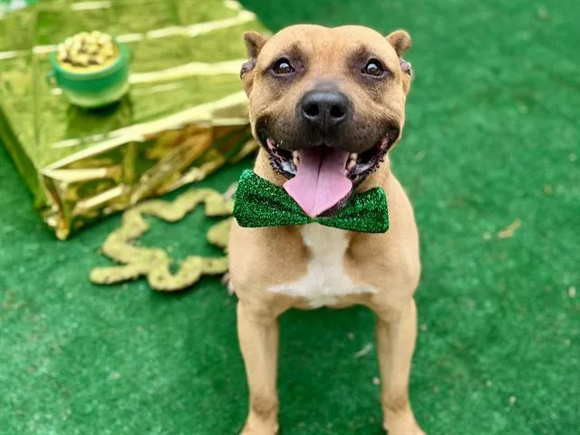 An adult medium-sized male Pit Bull Terrier dog named Paw Blart for adoption in Charlotte, NC